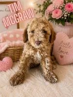 Tim McGraw, a male Cockapoo for sale in Darlington, SC – 1 of 3
