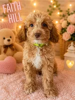 Faith Hill, a female Cockapoo for sale in Darlington, SC – 1 of 4
