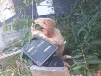 Tim McGraw, a male Cockapoo for sale in Darlington, SC – 2 of 3