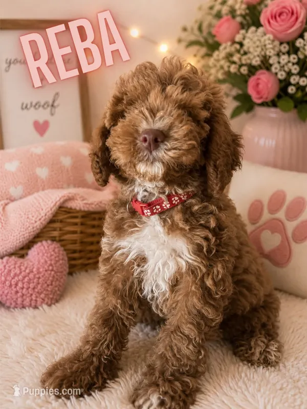 Reba – Cockapoo puppy for sale in Darlington, SC