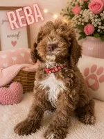 Reba, a female Cockapoo for sale in Darlington, SC – 1 of 1