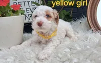Ella, a female Cockapoo for sale in Darlington, SC – 1 of 4