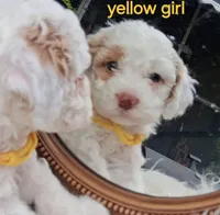 Ella, a female Cockapoo for sale in Darlington, SC – 2 of 4