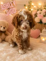 Ashley Judd, a female Cockapoo for sale in Darlington, SC – 1 of 2