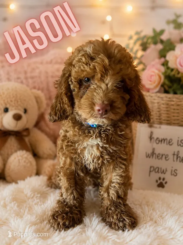 Jason – Cockapoo puppy for sale in Darlington, SC