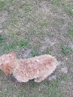 Faith Hill, a female Cockapoo for sale in Darlington, SC – 3 of 4