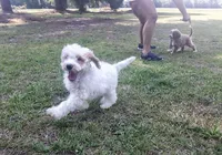 Willie, a male Cockapoo for sale in Darlington, SC – 2 of 2