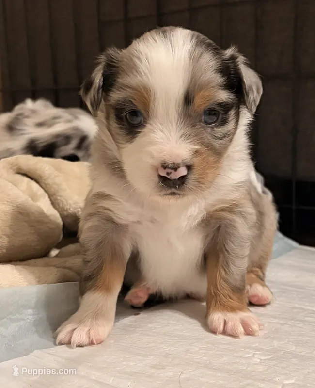 Blu – Miniature Australian Shepherd puppy for sale in Kilgore, TX