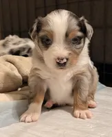 Blu, a male Miniature Australian Shepherd for sale in Kilgore, TX – 1 of 1