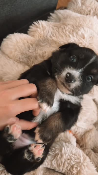 Prissy, a female Miniature Australian Shepherd for sale in Kilgore, TX – 4 of 5