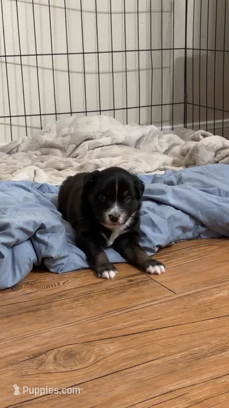 Prissy – Miniature Australian Shepherd puppy for sale in Kilgore, TX