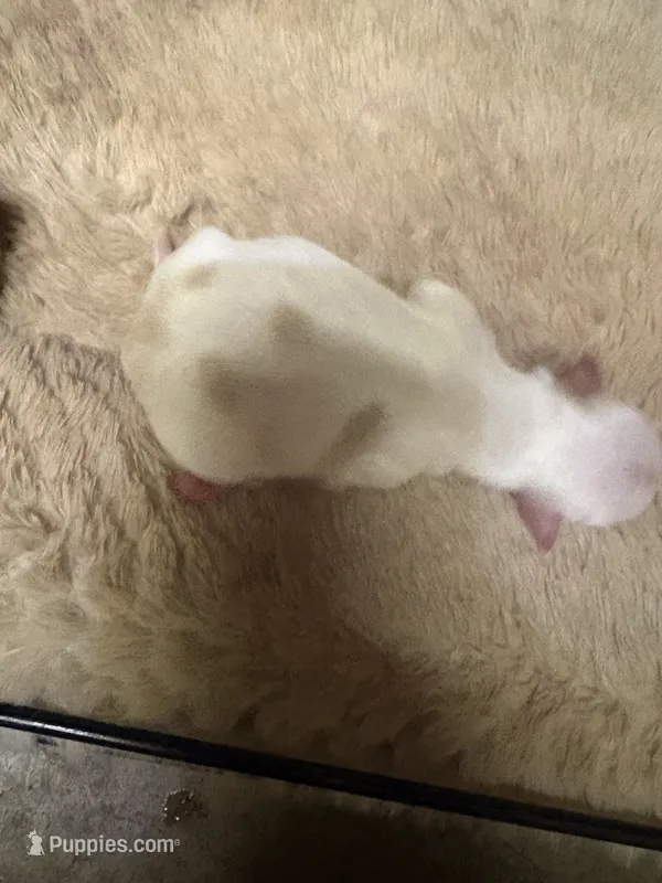 Gold dust Parti – Yorkshire Terrier puppy for sale in Goldthwaite, TX