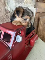 Rowdy, a male Yorkshire Terrier for sale in Goldthwaite, TX – 8 of 9