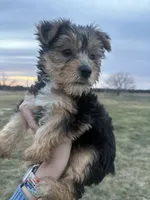 Rowdy, a male Yorkshire Terrier for sale in Goldthwaite, TX – 4 of 9
