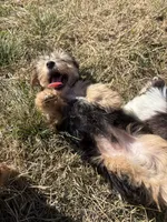 Rowdy, a male Yorkshire Terrier for sale in Goldthwaite, TX – 5 of 9