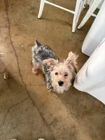 Rowdy, a male Yorkshire Terrier for sale in Goldthwaite, TX – 3 of 9