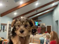 Rowdy, a male Yorkshire Terrier for sale in Goldthwaite, TX – 6 of 9