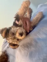 Rowdy, a male Yorkshire Terrier for sale in Goldthwaite, TX – 2 of 9