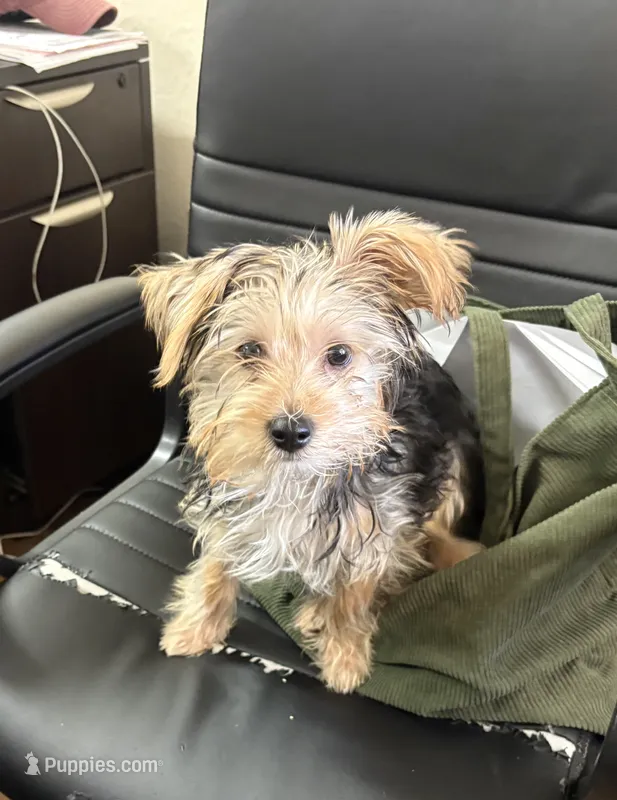 Rowdy – Yorkshire Terrier puppy for sale in Goldthwaite, TX