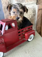 Rowdy, a male Yorkshire Terrier for sale in Goldthwaite, TX – 9 of 9