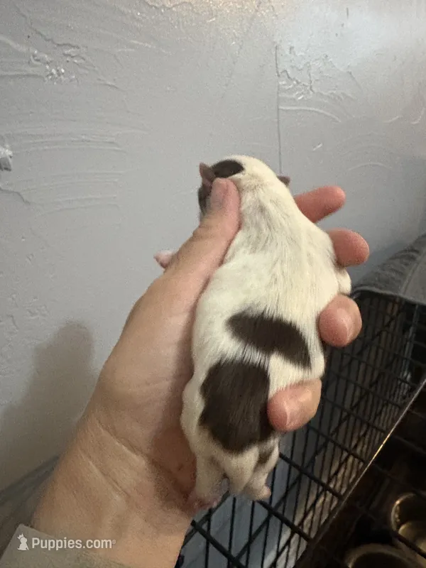 Sweet chocolate parti – Yorkshire Terrier puppy for sale in Goldthwaite, TX
