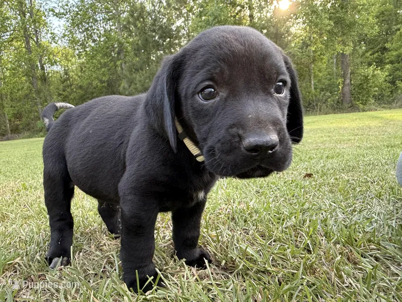Bennet – Labrador Retriever, Carolina Dog puppy for sale in Screven, GA