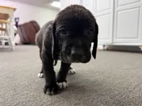 Sammy, a female Labrador Retriever and Carolina Dog for sale in Screven, GA – Photo 2 of 5
