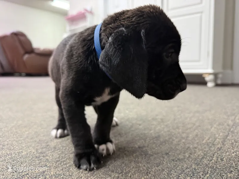Sammy – Labrador Retriever, Carolina Dog puppy for sale in Screven, GA