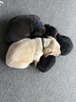 Sammy, a female Labrador Retriever and Carolina Dog for sale in Screven, GA – Photo 5 of 5