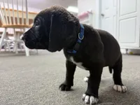 Sammy, a female Labrador Retriever and Carolina Dog for sale in Screven, GA – Photo 3 of 5