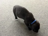 Sammy, a female Labrador Retriever and Carolina Dog for sale in Screven, GA – Photo 4 of 5