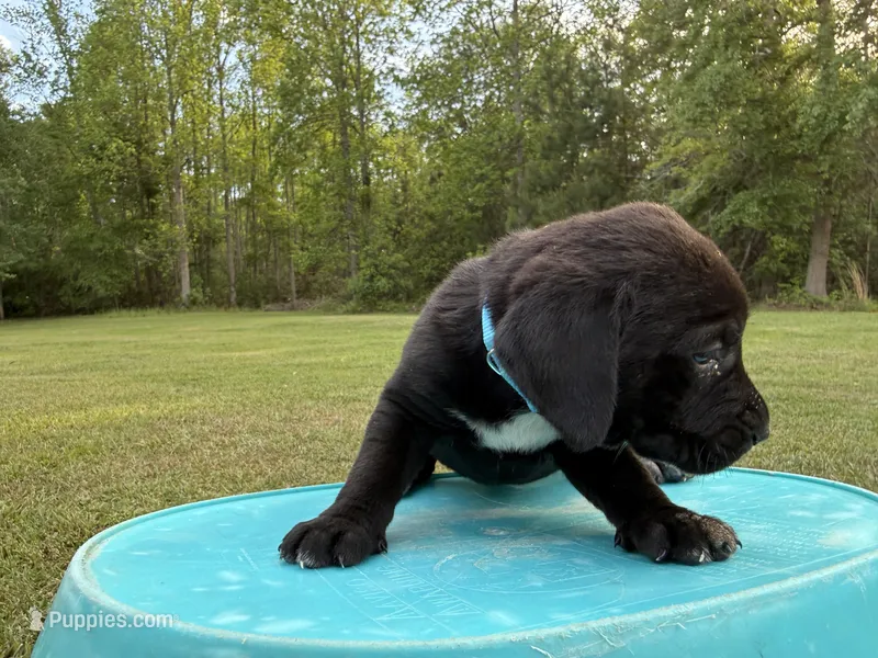 Sammy – Labrador Retriever, Carolina Dog puppy for sale in Screven, GA