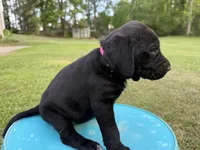 Georgia , a female Labrador Retriever and Carolina Dog for sale in Screven, GA – Photo 8 of 8