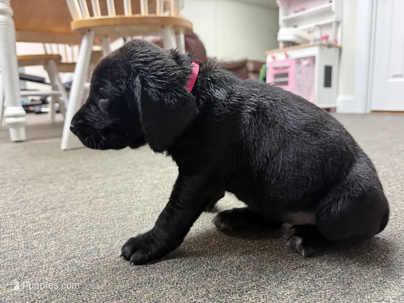 Georgia  – Labrador Retriever, Carolina Dog puppy for sale in Screven, GA