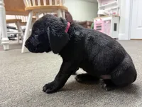 Georgia , a female Labrador Retriever and Carolina Dog for sale in Screven, GA – Photo 1 of 8