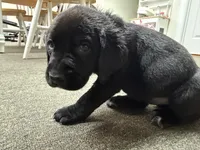 Georgia , a female Labrador Retriever and Carolina Dog for sale in Screven, GA – Photo 2 of 8