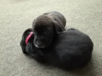 Georgia , a female Labrador Retriever and Carolina Dog for sale in Screven, GA – Photo 3 of 8