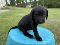 Georgia , a female Labrador Retriever and Carolina Dog for sale in Screven, GA – Photo 7 of 8