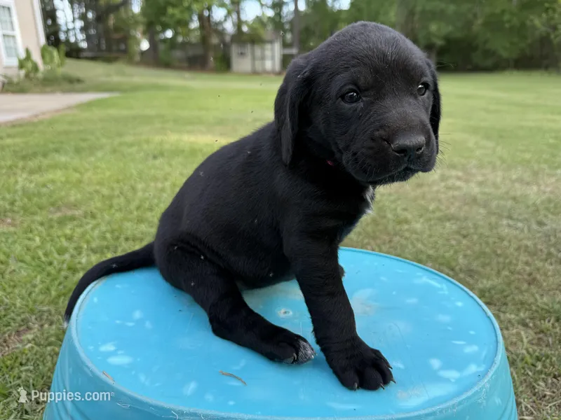 Georgia  – Labrador Retriever, Carolina Dog puppy for sale in Screven, GA