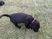 Georgia , a female Labrador Retriever and Carolina Dog for sale in Screven, GA – Photo 6 of 8