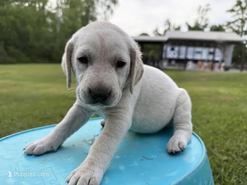 Maeble  – Labrador Retriever, Carolina Dog puppy for sale in Screven, GA