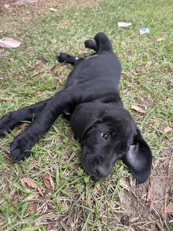 Georgia  – Labrador Retriever, Carolina Dog puppy for sale in Screven, GA