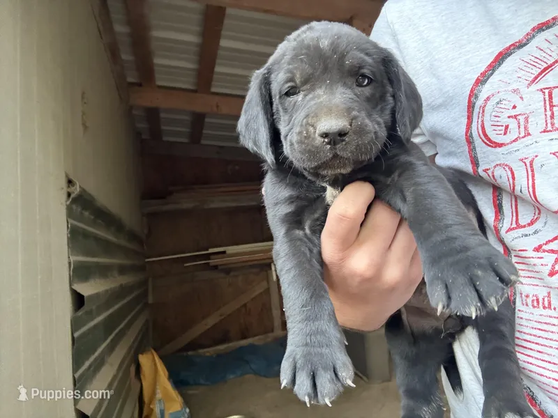 Roxey  – Labrador Retriever, Carolina Dog puppy for sale in Screven, GA