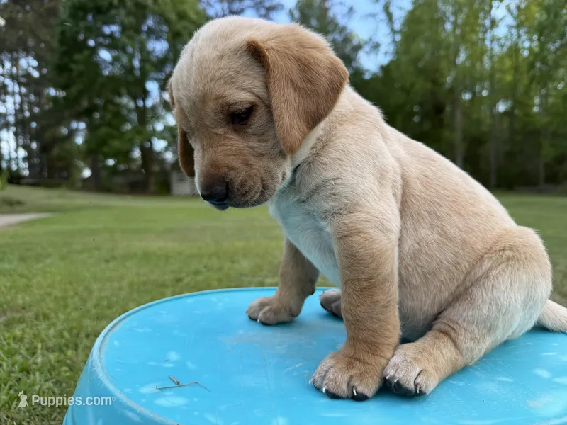 Lady – Labrador Retriever, Carolina Dog puppy for sale in Screven, GA