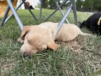 Lady, a female Labrador Retriever and Carolina Dog for sale in Screven, GA – Photo 4 of 7