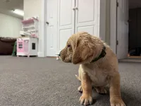 Lady, a female Labrador Retriever and Carolina Dog for sale in Screven, GA – Photo 7 of 7