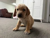 Lady, a female Labrador Retriever and Carolina Dog for sale in Screven, GA – Photo 6 of 7