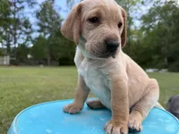 Lady, a female Labrador Retriever and Carolina Dog for sale in Screven, GA – Photo 2 of 7