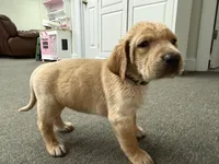 Lady, a female Labrador Retriever and Carolina Dog for sale in Screven, GA – Photo 5 of 7