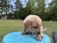 Lady, a female Labrador Retriever and Carolina Dog for sale in Screven, GA – Photo 3 of 7